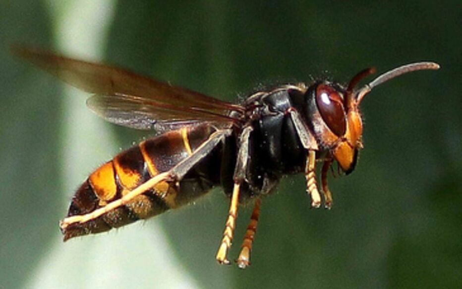 Lutte contre les frelons asiatiques : nous avons besoin de vous !